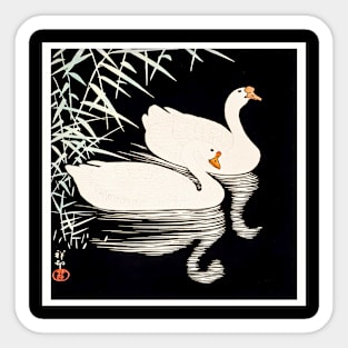 White Chinese Geese Swimming Sticker